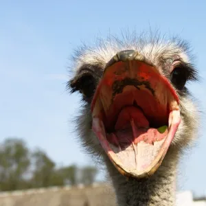 Ostrich March
