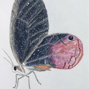 Illustration for Flutter by Yuri Lee