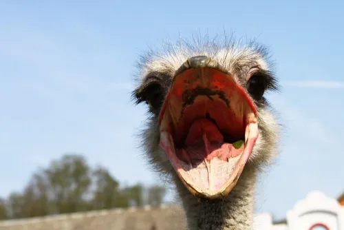 Ostrich March